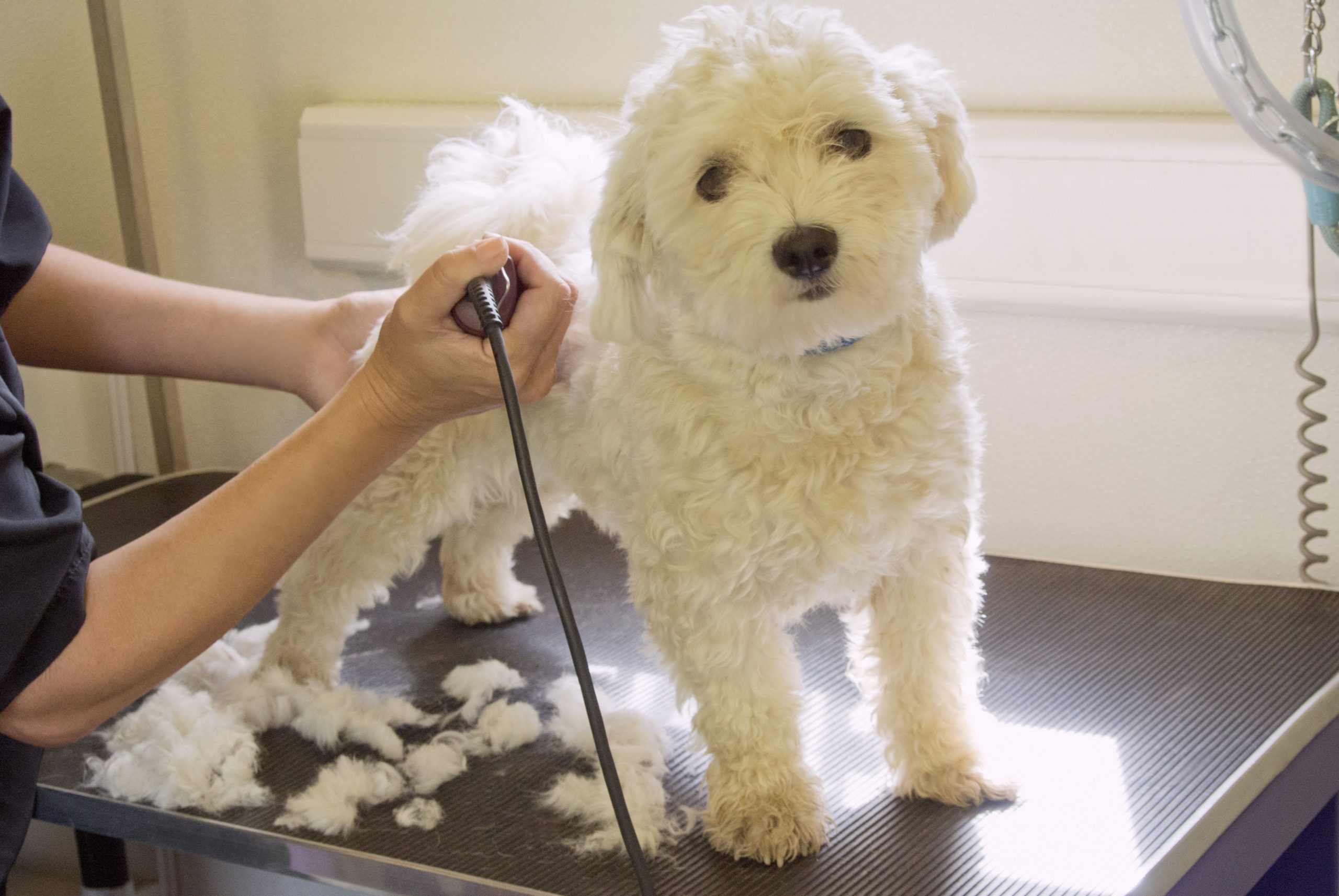 dog grooming service dubai
