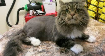 cat grooming service dubai