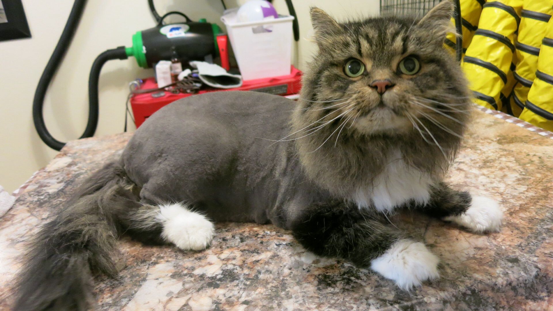 cat grooming service dubai